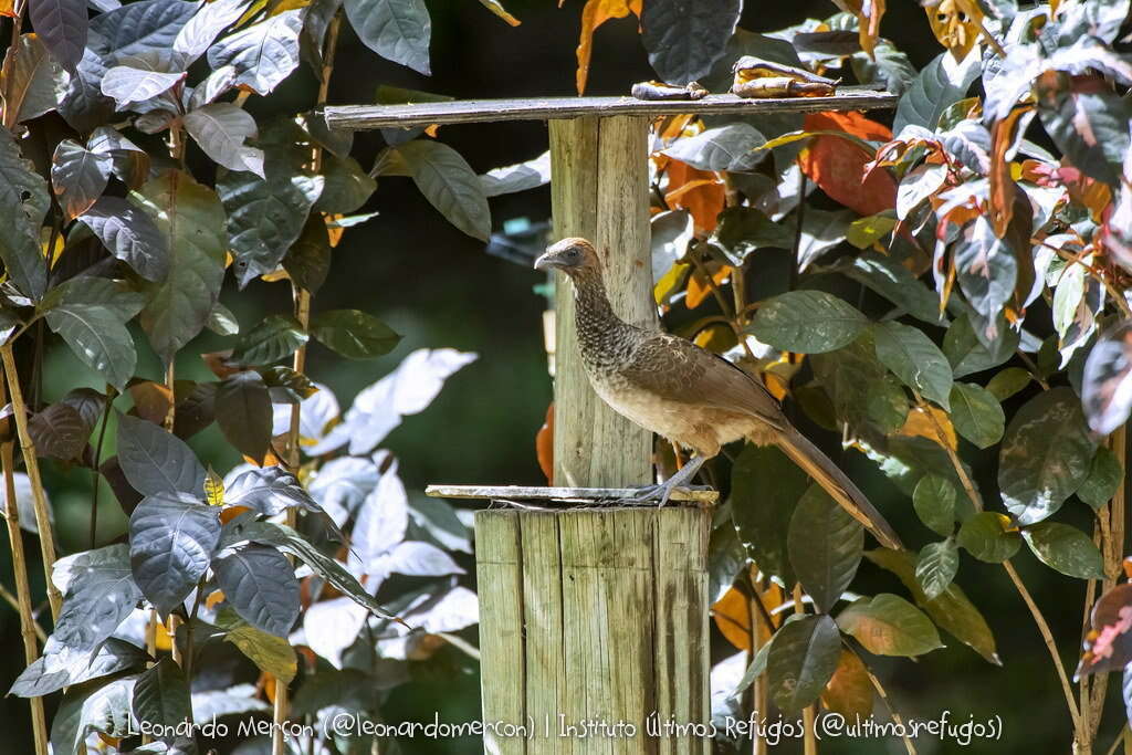 Image of Brazilian Chachalaca