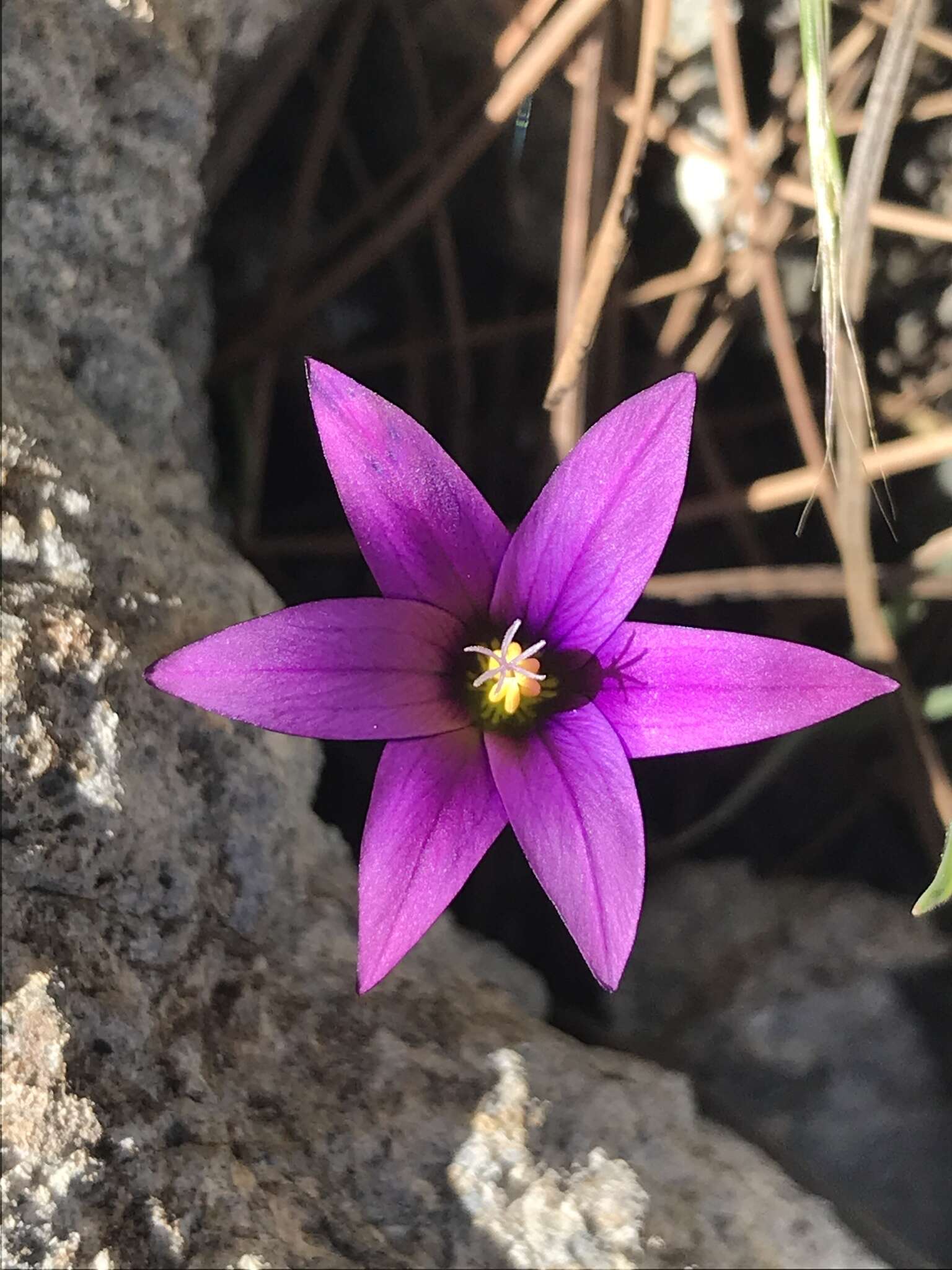 Image of Romulea columnae subsp. grandiscapa (Webb) G. Kunkel