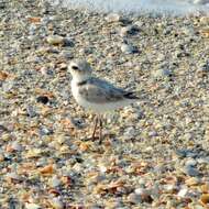 Image of Snowy Plover