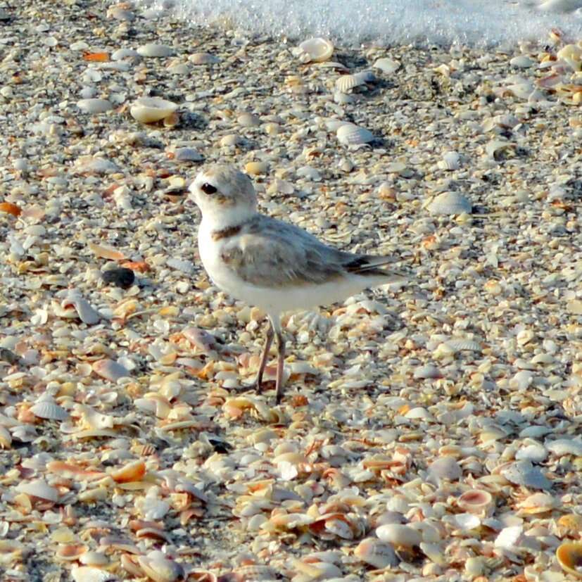 Image of Snowy Plover