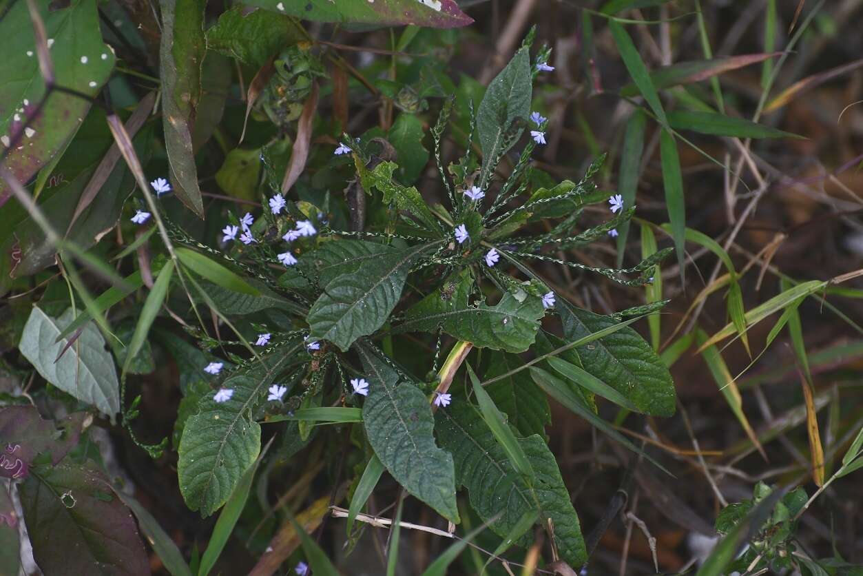 Elytraria imbricata (Vahl) Pers. resmi