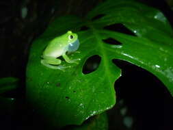 Image of Fleischmann's Glass Frog