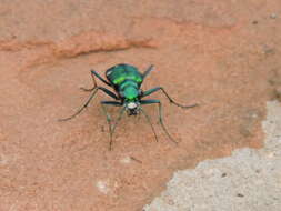 Imagem de Cicindela (Cicindela) sexguttata Fabricius 1775