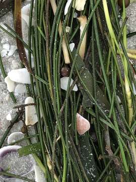 Image of Manatee Grass