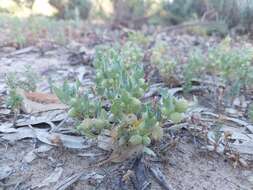 Plancia ëd Atriplex holocarpa F. Müll.