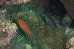 Image of Blue-speckled rubble goby