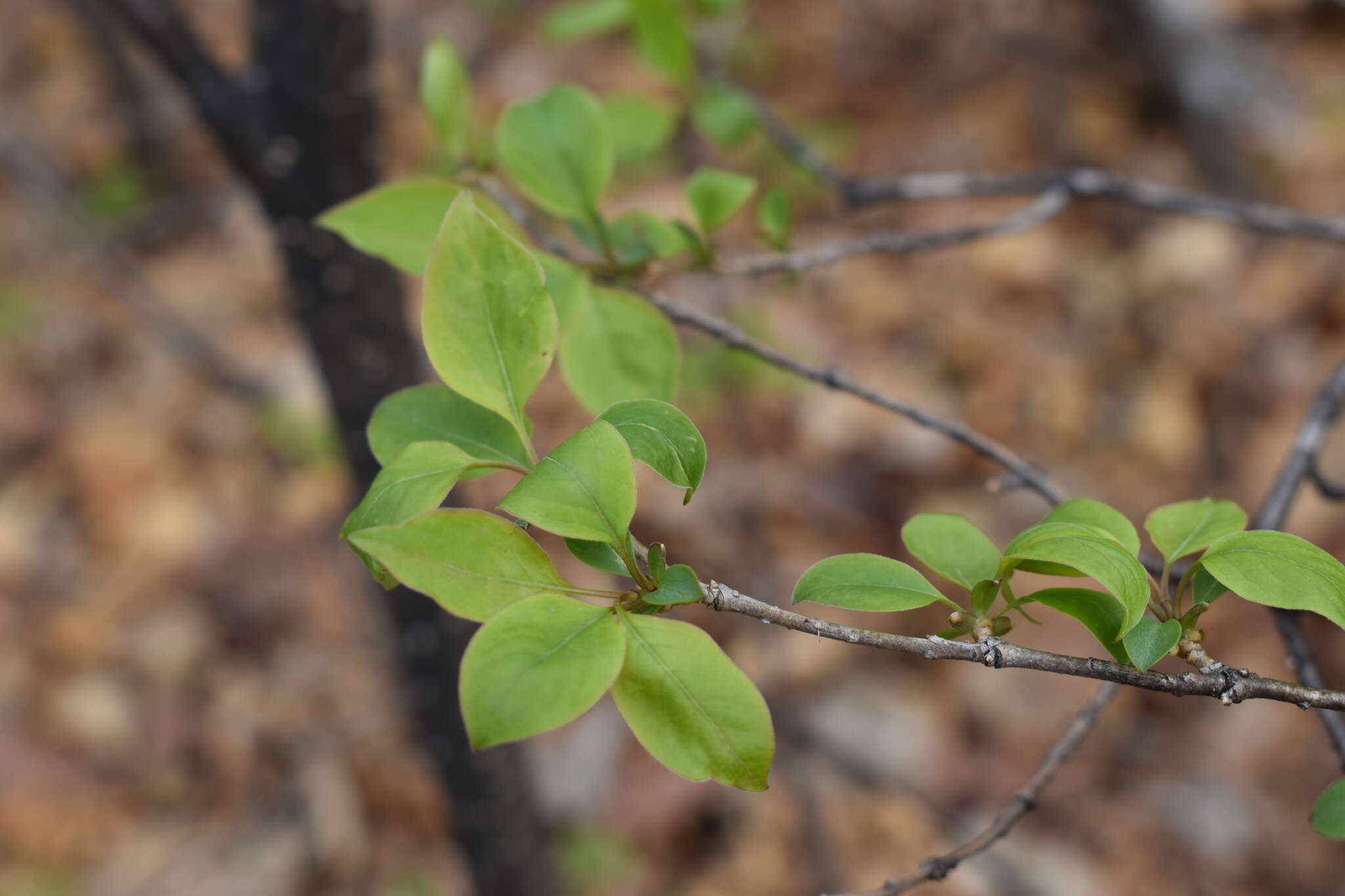 Image of Amur lilac