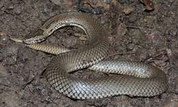 Image of Ornamental Snake
