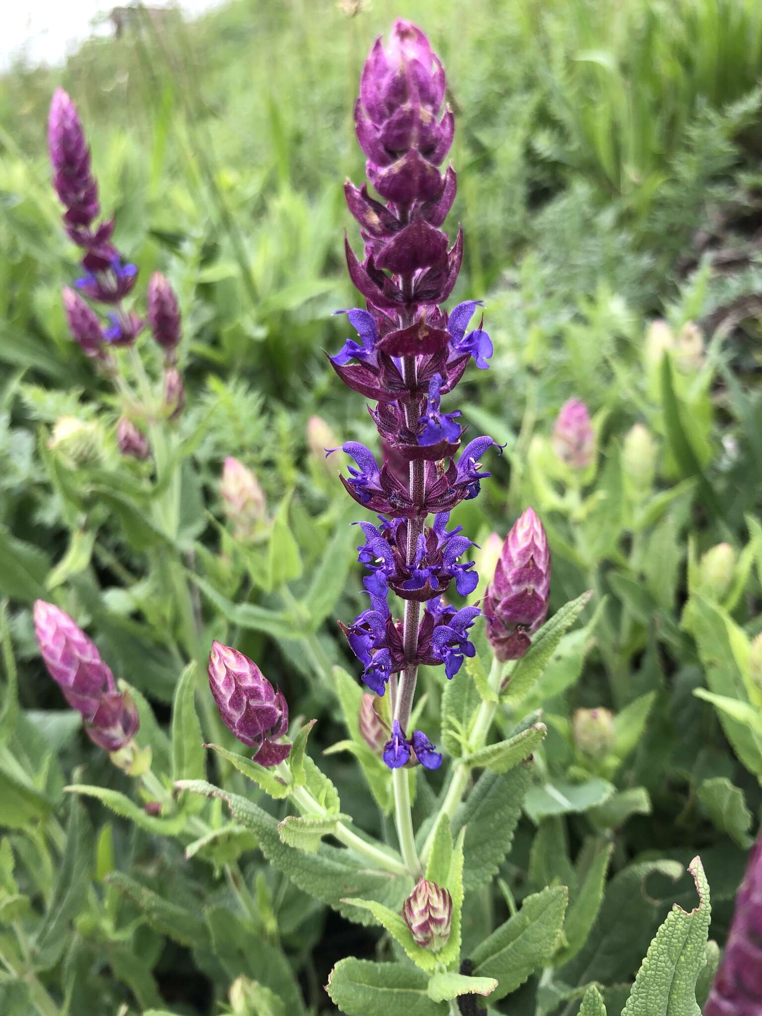 Imagem de Salvia nemorosa L.