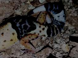 Image of Western Indian Leopard Gecko