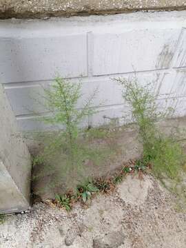 Image of redstem wormwood