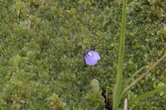 Plancia ëd Utricularia dichotoma subsp. novae-zelandiae