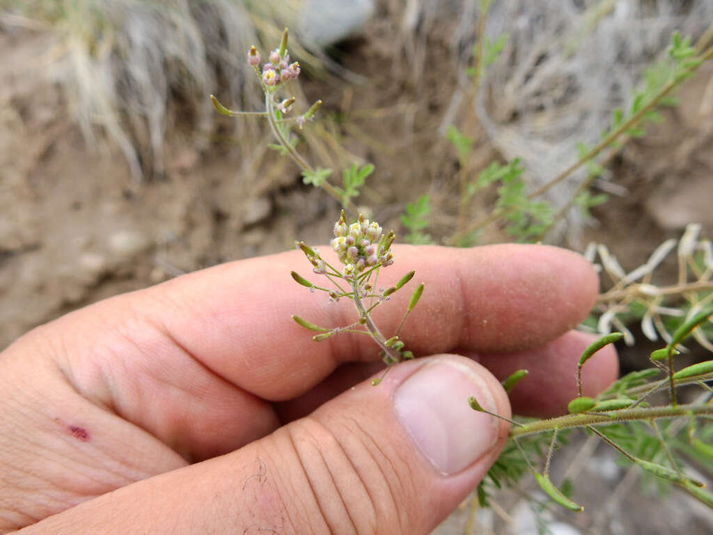 Image of Descurainia erodiifolia (Phil.) Prantl ex Reiche