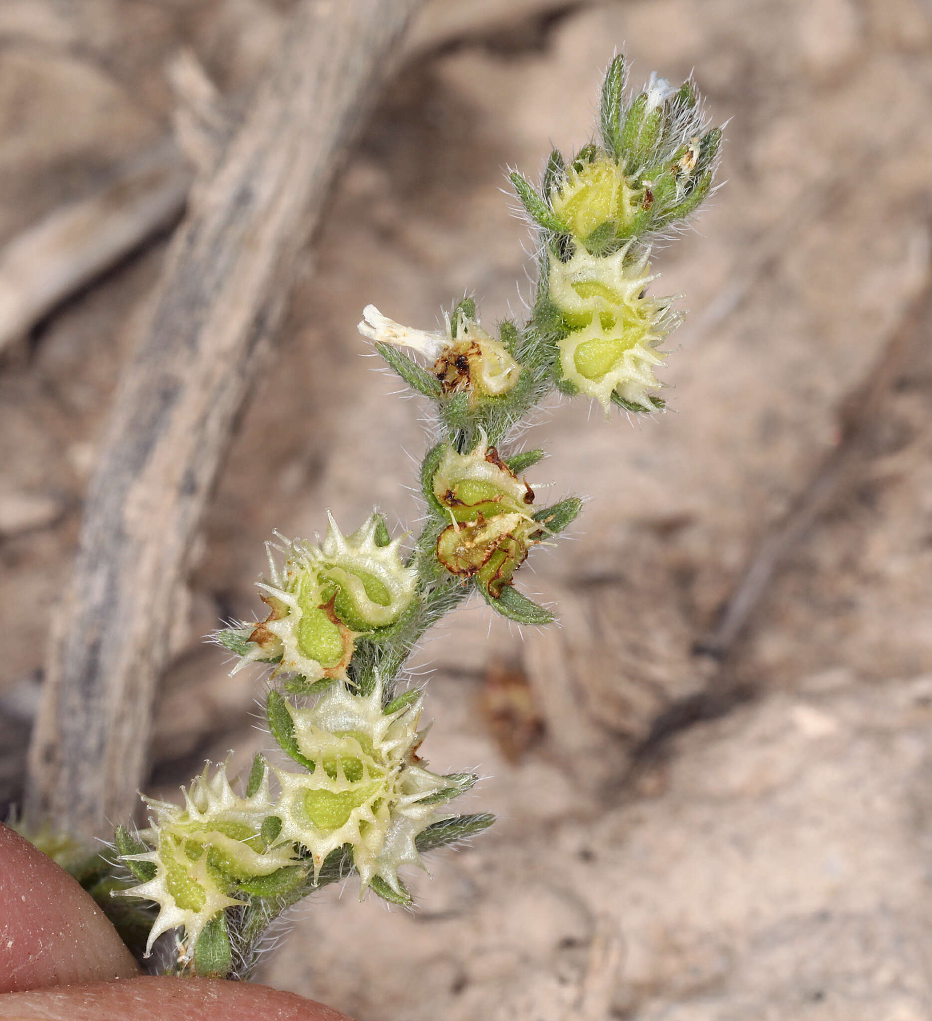 Image of flatspine stickseed