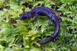 Image of Siskiyou Mountains salamander