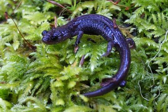 Image of Siskiyou Mountains salamander