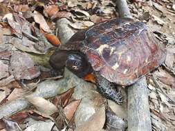 Image of Spiny turtle