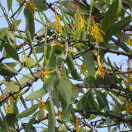 Image of Pedistylis galpinii (Schinz ex Sprague) D. Wiens