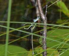 Imagem de Lestes inaequalis Walsh 1862