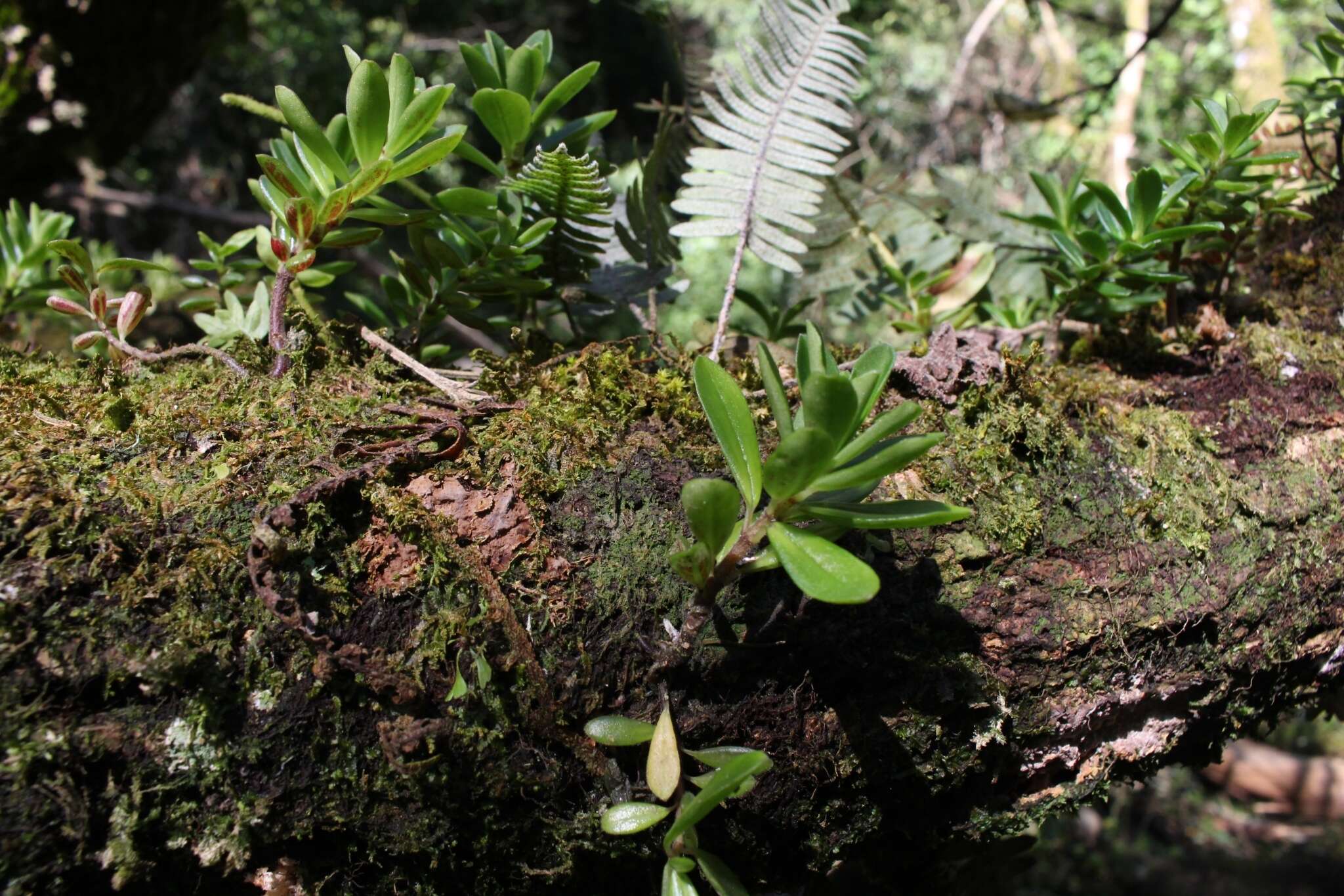 Image of Peperomia olivacea C. DC.