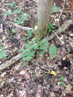 Image of Northern maidenhair fern