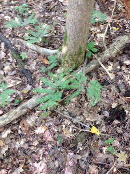 Image of Northern maidenhair fern