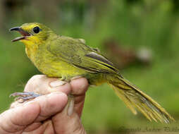 Image of Telophorus viridis quadricolor (Cassin 1851)