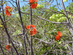 Image de Cordia sebestena var. caymanensis (Urb.) G. R. Proctor