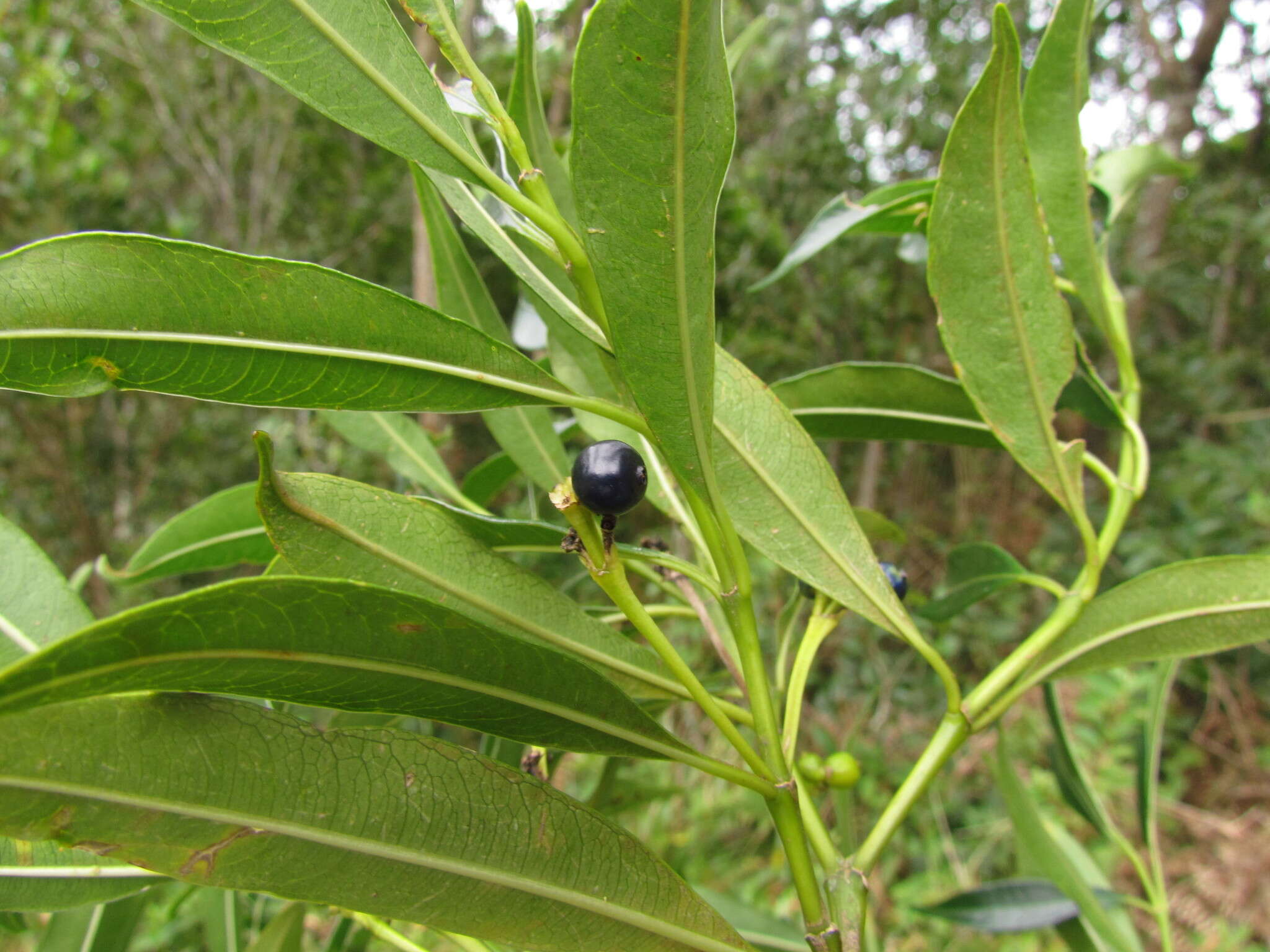 Image of Palicourea sessilis (Vell.) C. M. Taylor