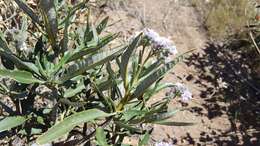 Image of hairy yerba santa