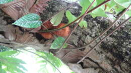 Image of basket fern