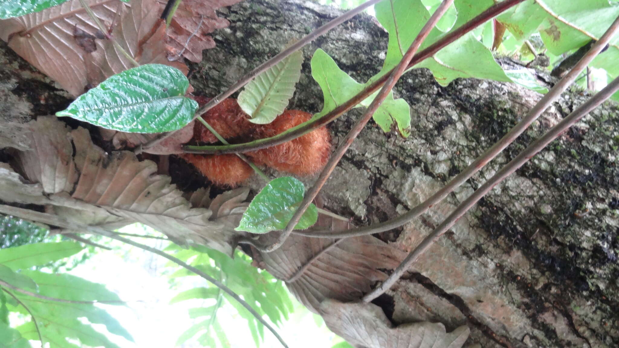 Image of basket fern