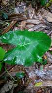 Alocasia odora (G. Lodd.) Spach resmi