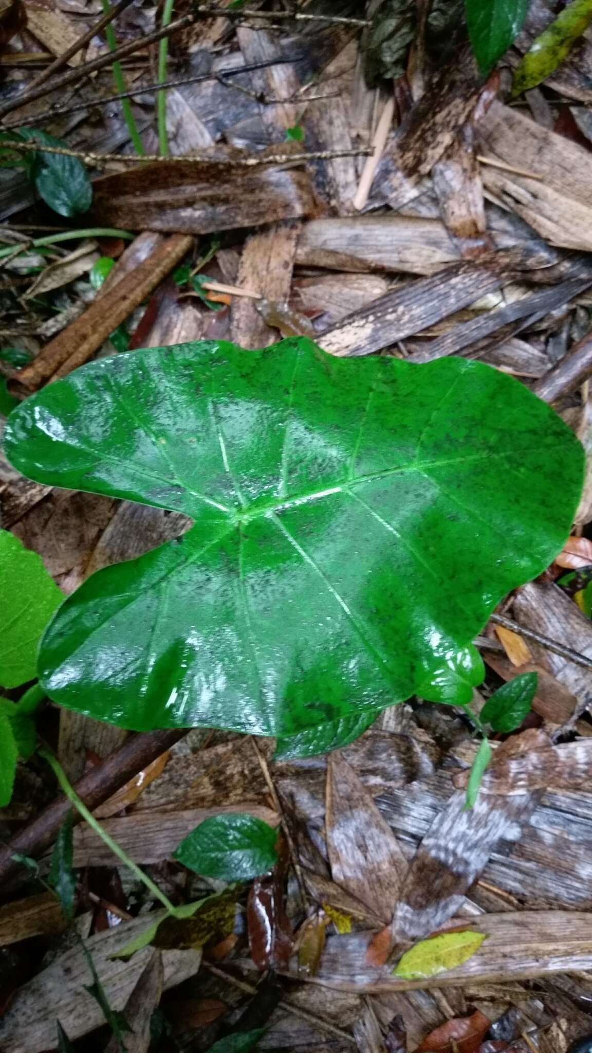 Alocasia odora (G. Lodd.) Spach resmi