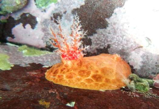 Image of armoured sea cucumber
