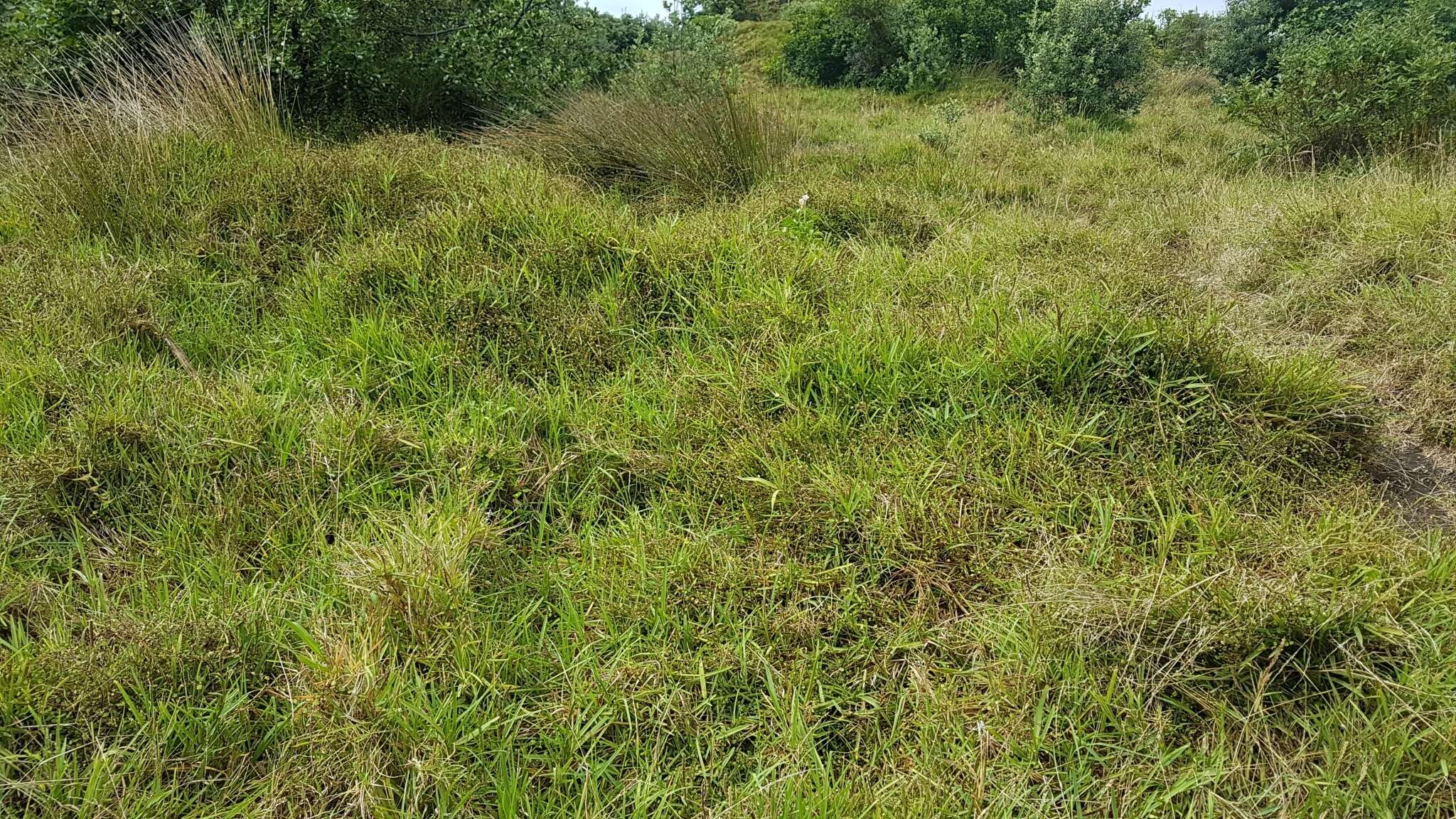 Image of St. Augustine grass