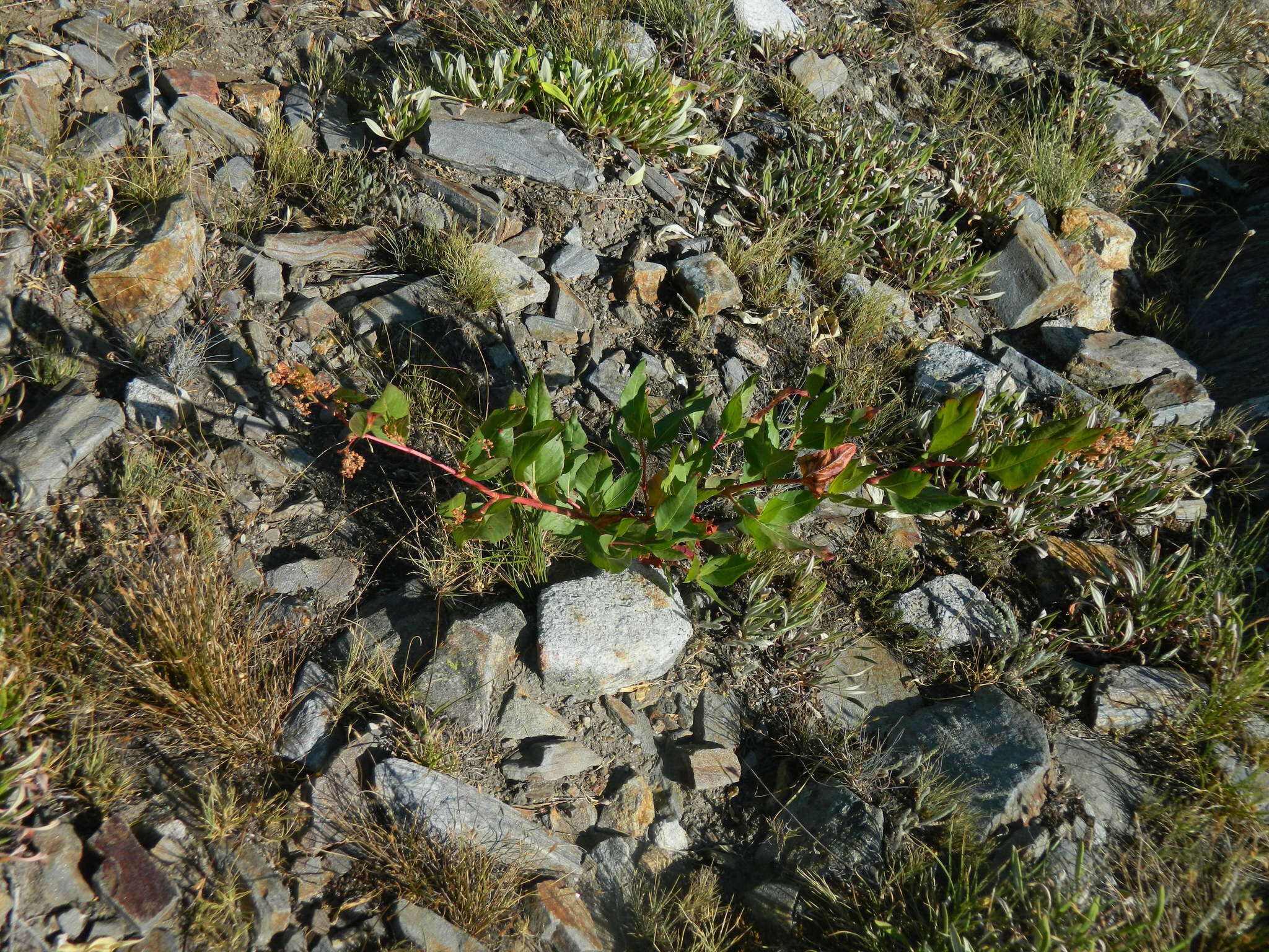 Image of Alpine Fleeceflower