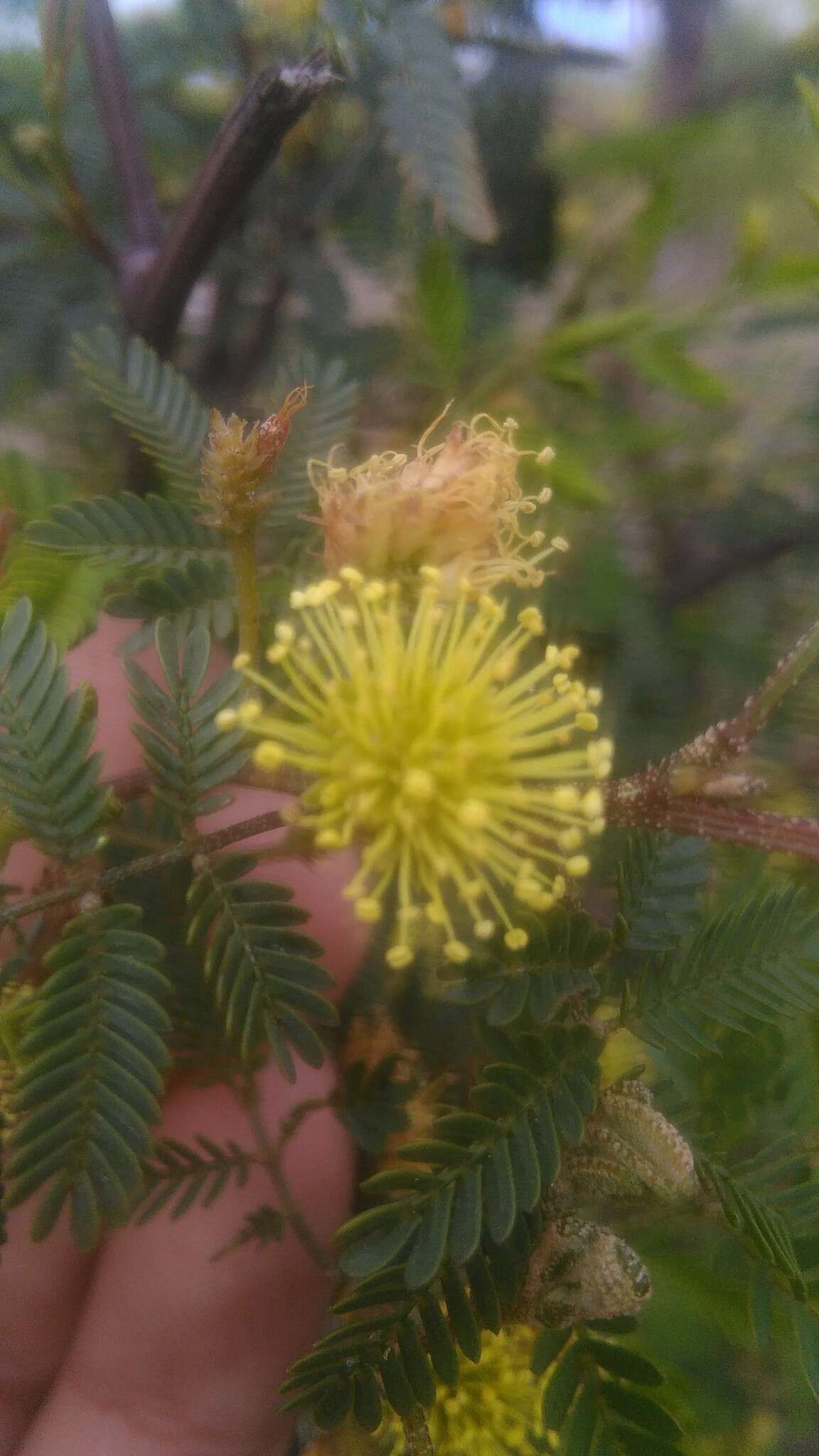 Image of Mimosa bonplandii Benth.