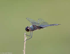 Image of Tramea binotata (Rambur 1842)