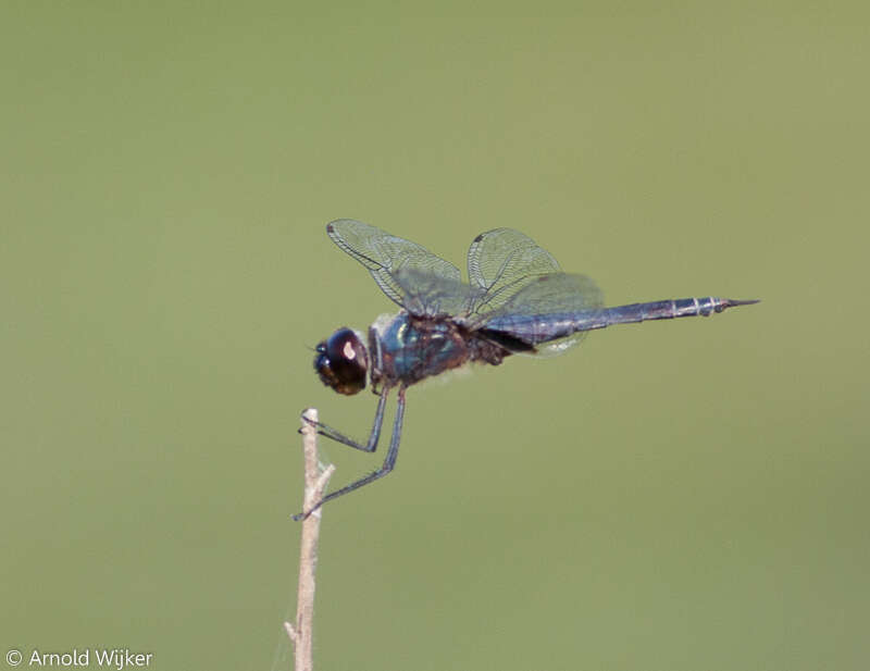 Tramea binotata (Rambur 1842) resmi