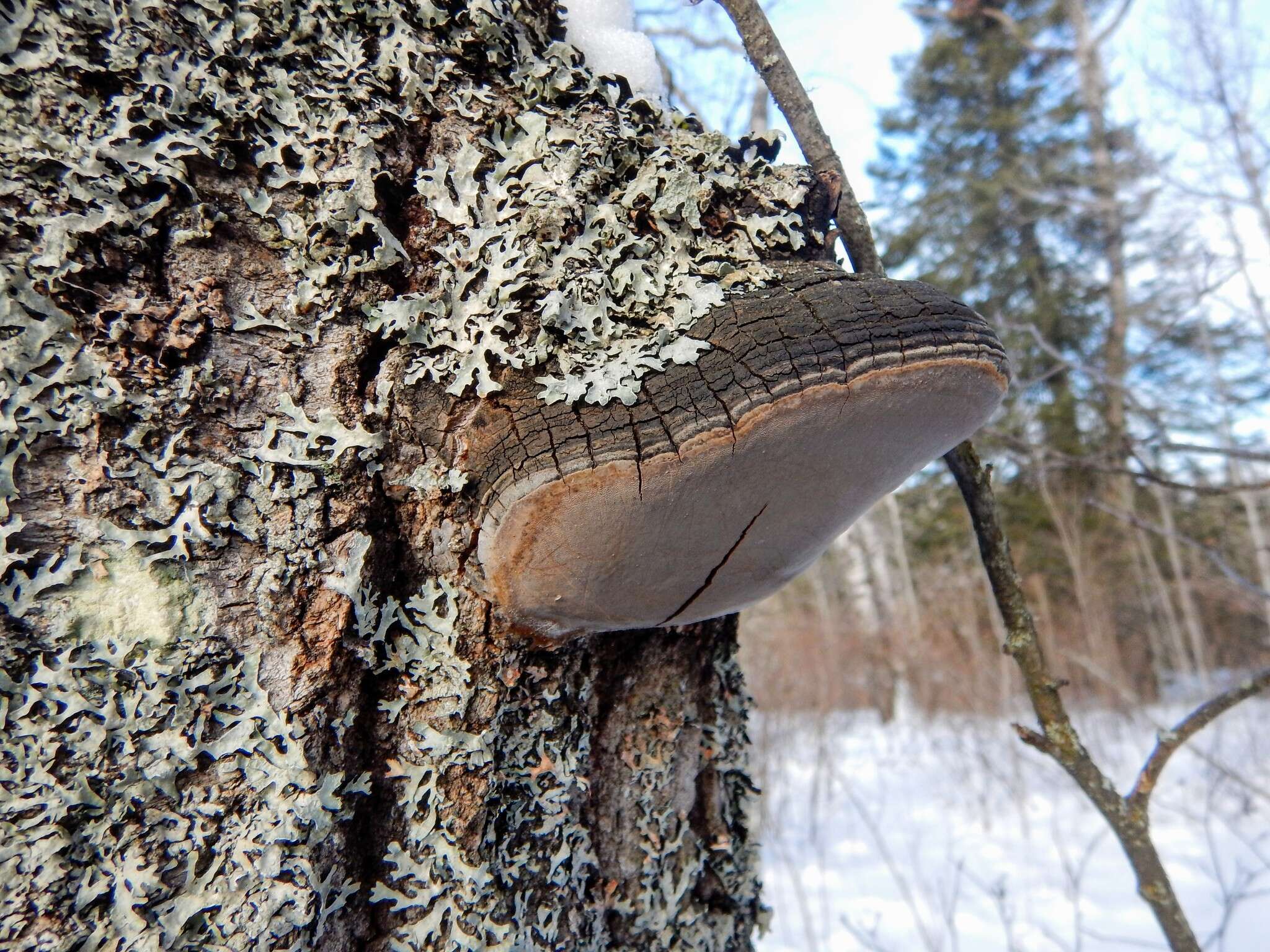 Imagem de Phellinus tremulae (Bondartsev) Bondartsev & P. N. Borisov 1953