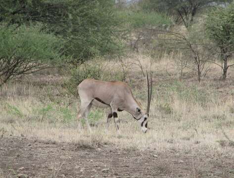 Image of Common Beisa Oryx