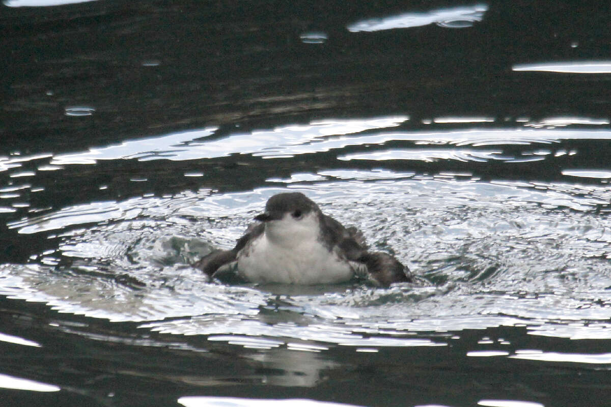 Image of Guadalupe Murrelet