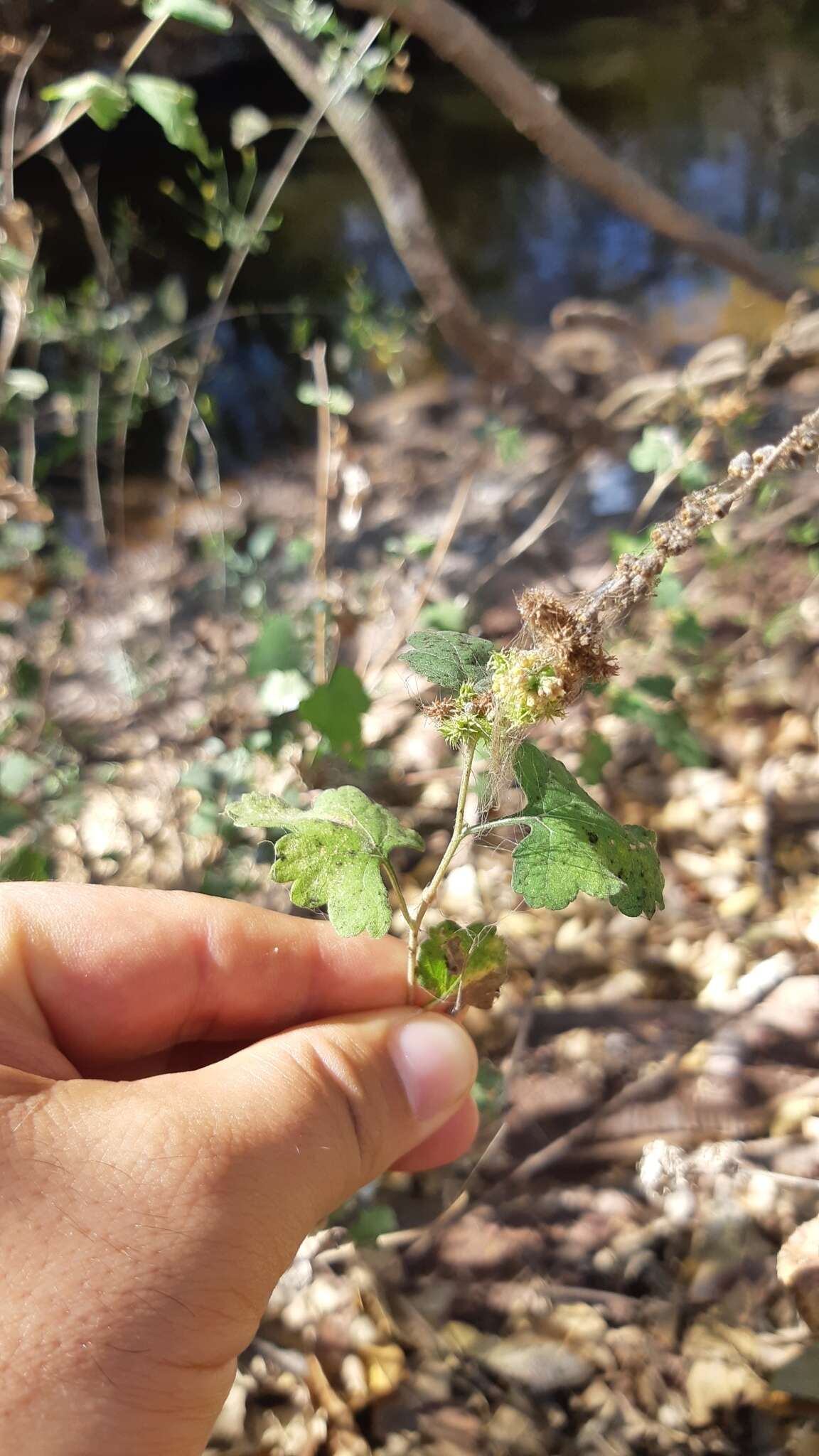 Image of Tucson bur ragweed