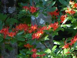 صورة Rhododendron cumberlandense E. L. Braun