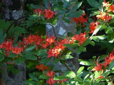 صورة Rhododendron cumberlandense E. L. Braun