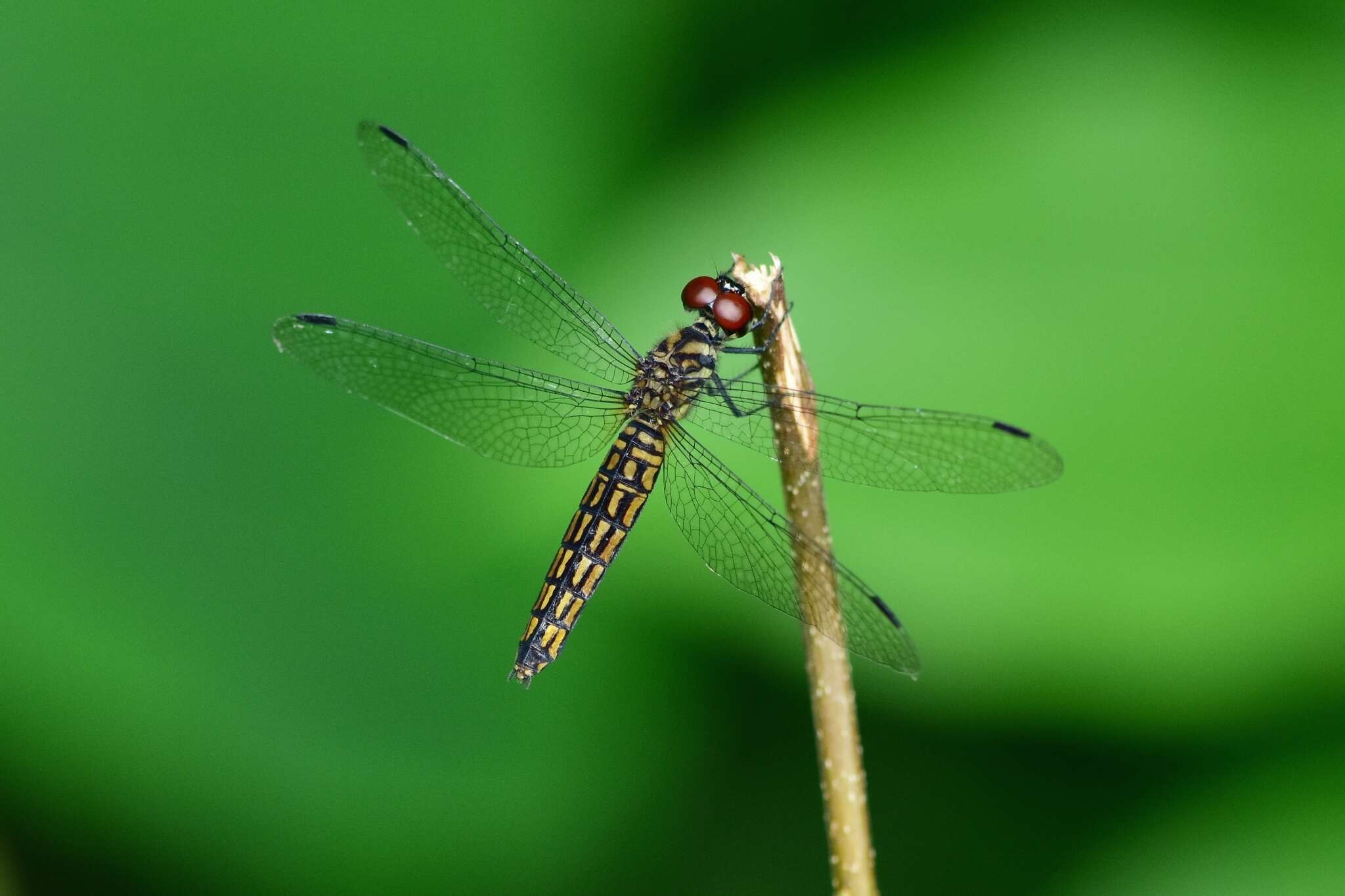 Plancia ëd Lyriothemis acigastra (Selys 1878)