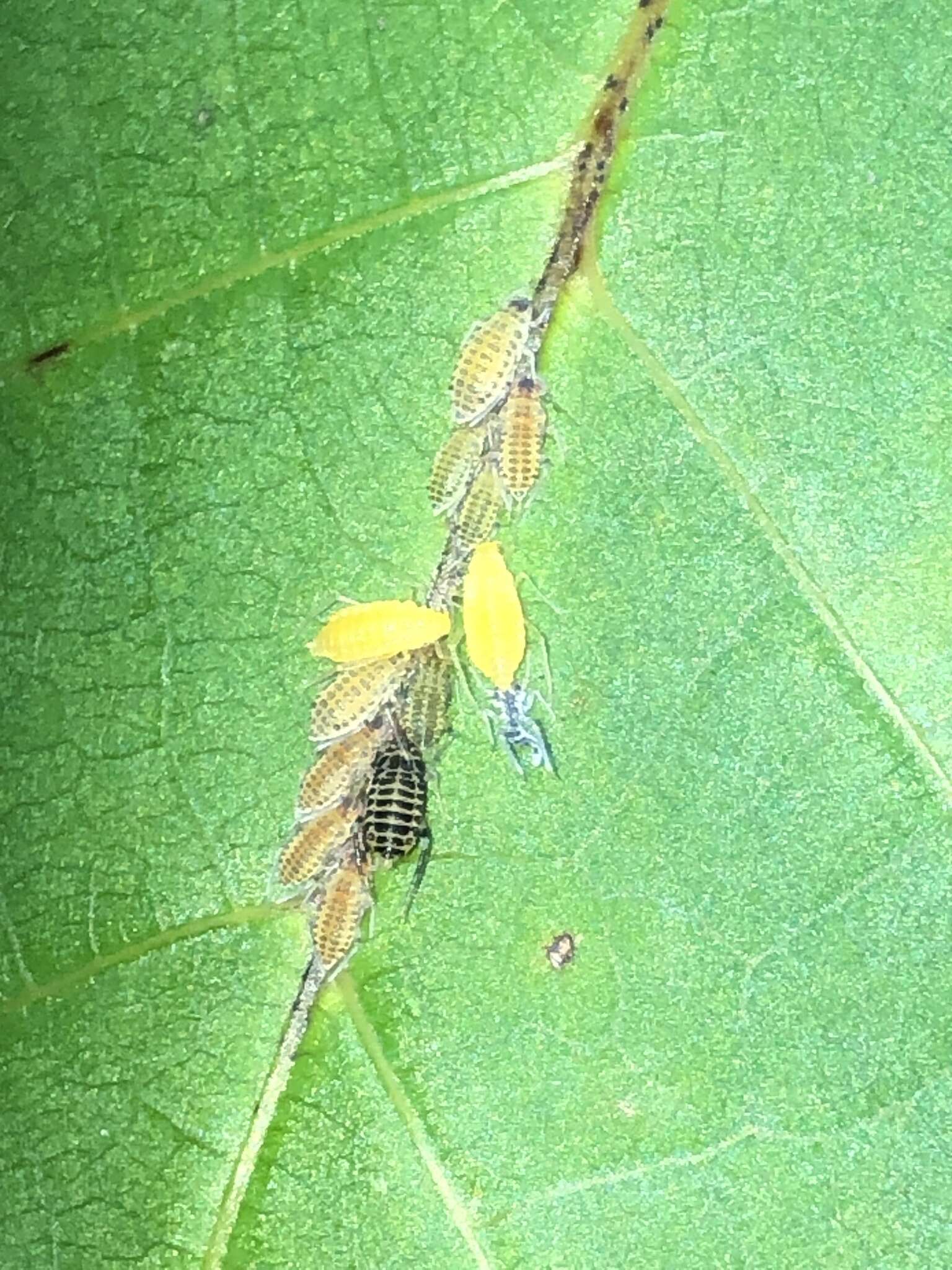 Image of Aphid