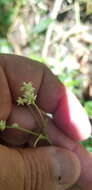 Image of Alternanthera pycnantha (Benth.) Standl.