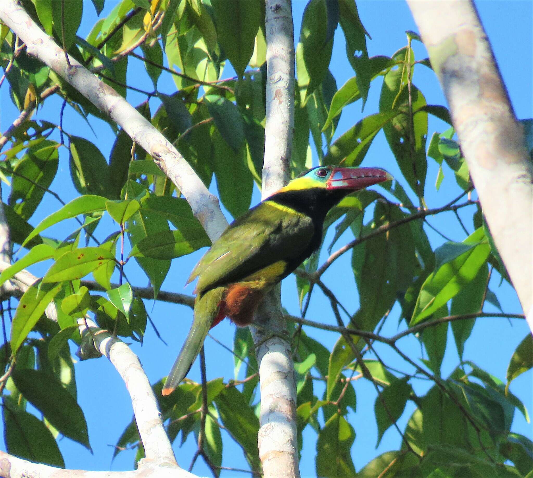 Image of Tawny-tufted Toucanet